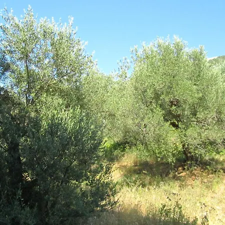 Nuredinaj * Vlore